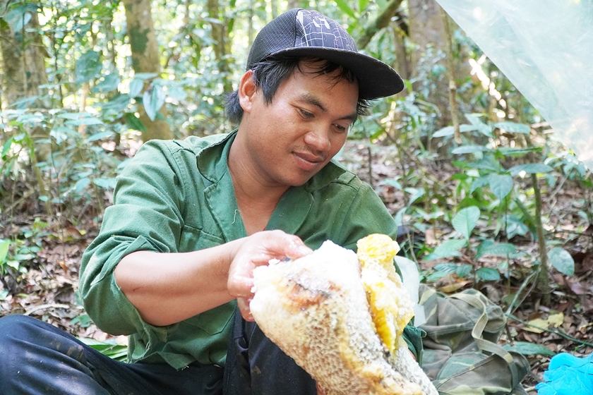 Theo chân những người tìm mật ong rừng  ảnh 2