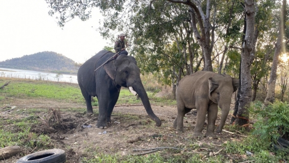 Đắk Lắk: Chung tay bảo tồn