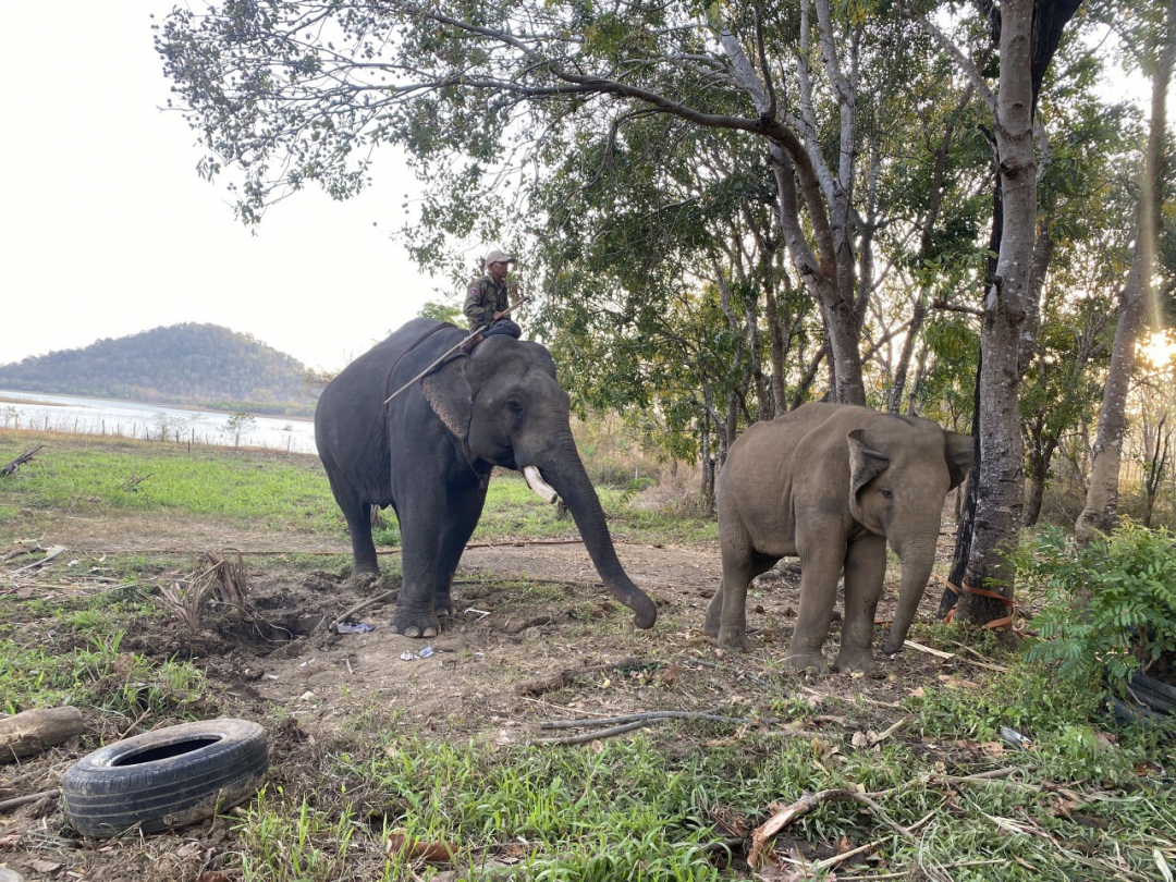 Đắk Lắk: Chung tay bảo tồn Đắk Lắk: Chung tay bảo tồn