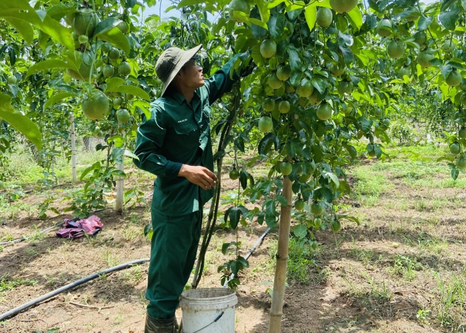 Đắk Lắk: Người trồng chanh dây lao đao vì giá “lao dốc”