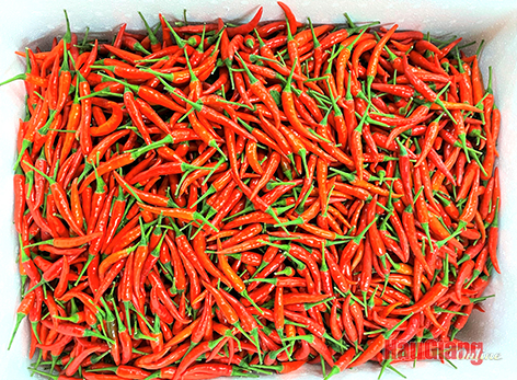 Hậu Giang: Đưa ớt chỉ thiên xuất ngoại