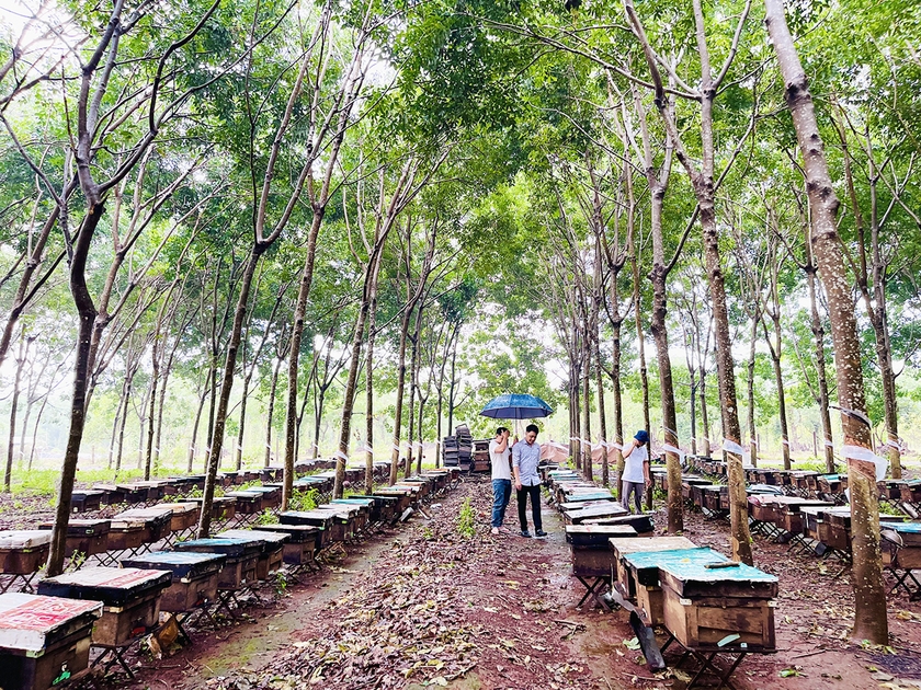 Gia Lai: Nuôi ong lấy mật kết hợp đón khách du lịch Nuôi ong lấy mật kết hợp đón khách du lịch ảnh 2