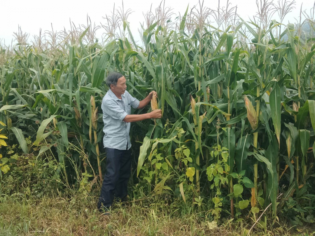 Đắk Lắk: Niềm vui của người trồng ngô ở Hòa Phong