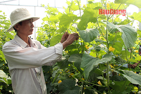 Hậu Giang: “Tam nông” - Dấu ấn một chặng đường phát triển