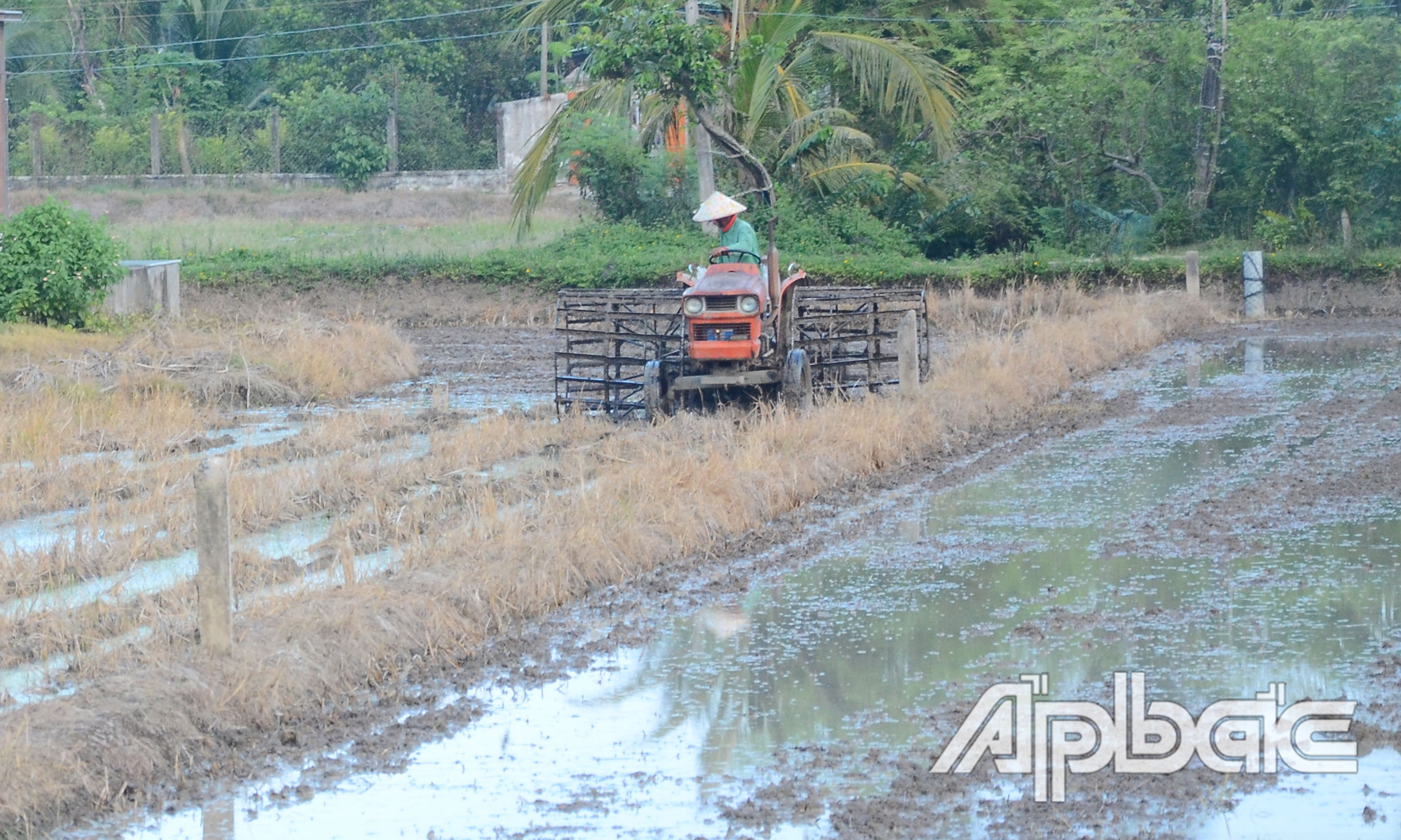 Tiền Giang: Nhiều diện tích lúa hè thu xuống giống sớm hơn lịch thời vụ Tiền Giang: Nhiều diện tích lúa hè thu xuống giống sớm hơn lịch thời vụ