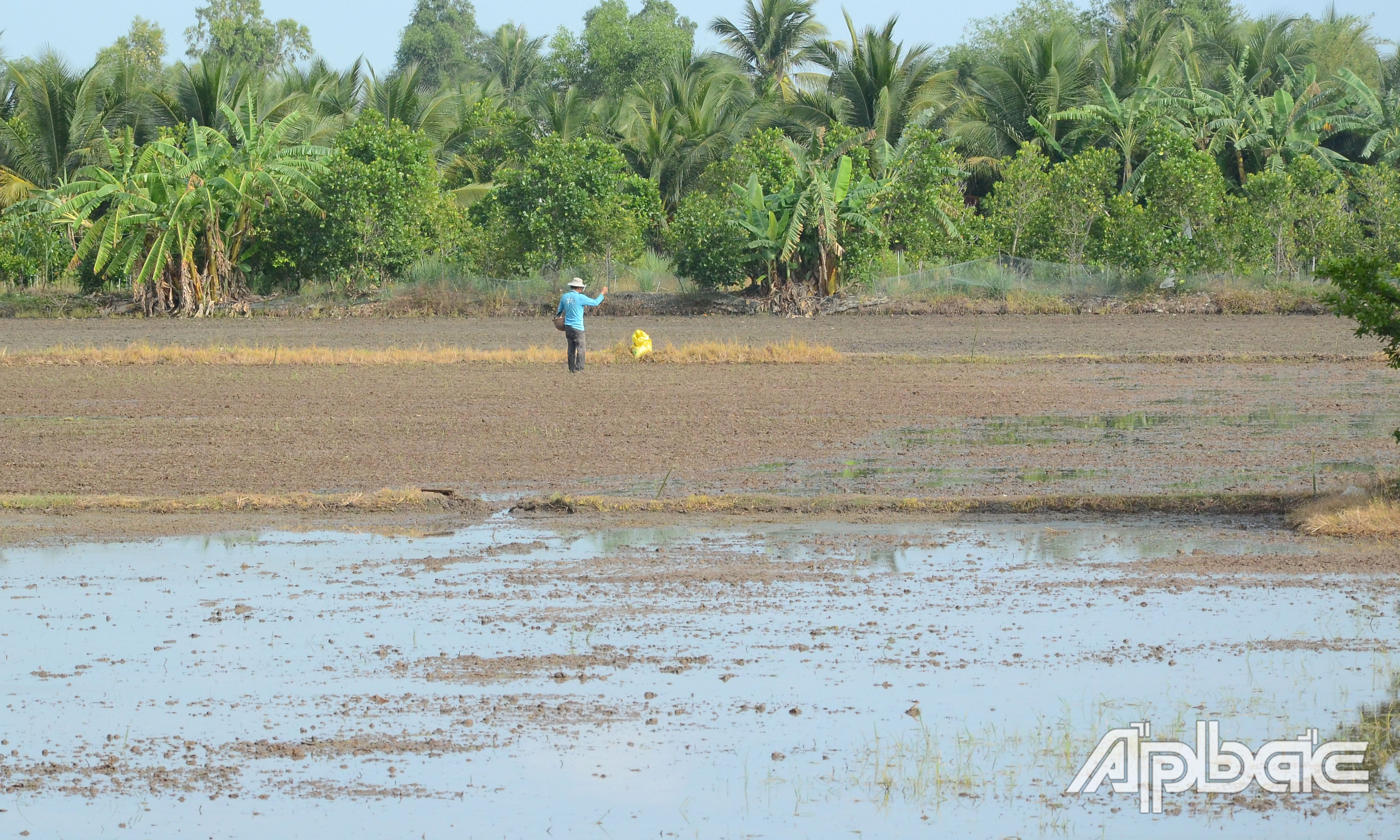 Tiền Giang: Nhiều diện tích lúa hè thu xuống giống sớm hơn lịch thời vụ Tiền Giang: Nhiều diện tích lúa hè thu xuống giống sớm hơn lịch thời vụ
