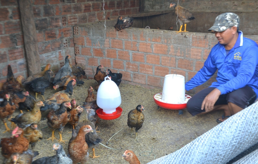 Gia Lai: Nông dân Ia Grai thoát nghèo nhờ nuôi gà thả vườn Nông dân Ia Grai thoát nghèo nhờ nuôi gà thả vườn ảnh 1