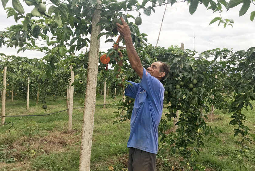 Trồng chanh dây cần liên kết để phát triển bền vững ảnh 1