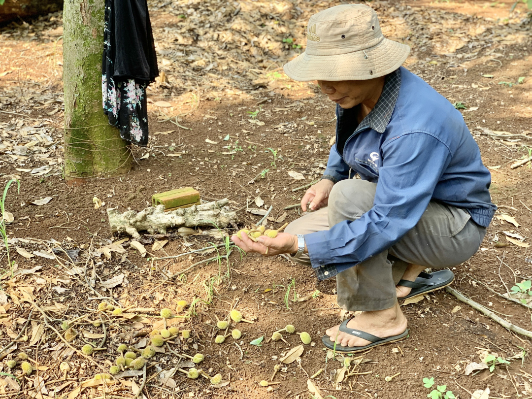 Đắk Lắk: Nông dân 