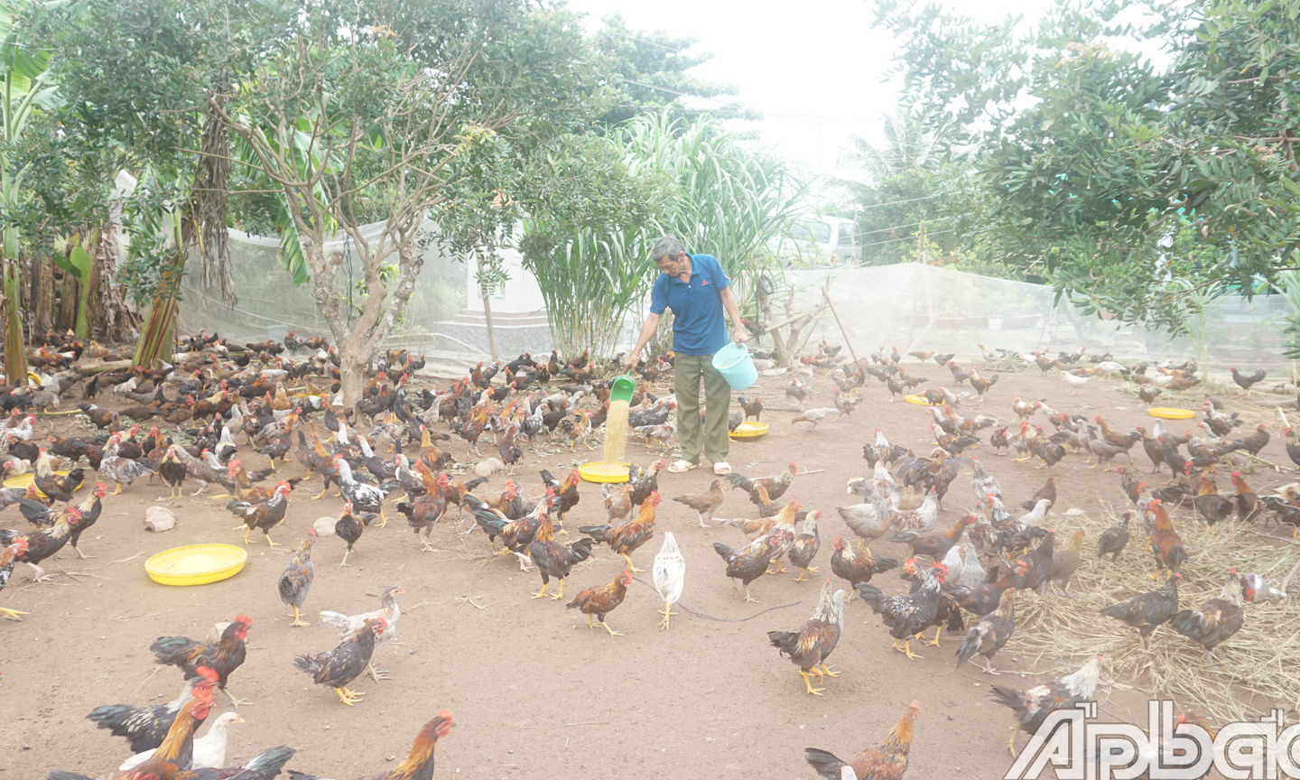 Tiền Giang: Gánh nặng nhà nông Tiền Giang: Gánh nặng nhà nông