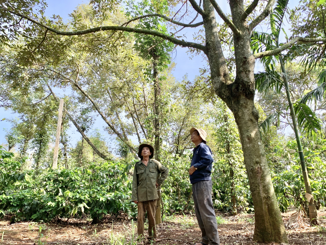 Đắk Lắk: Nông dân 