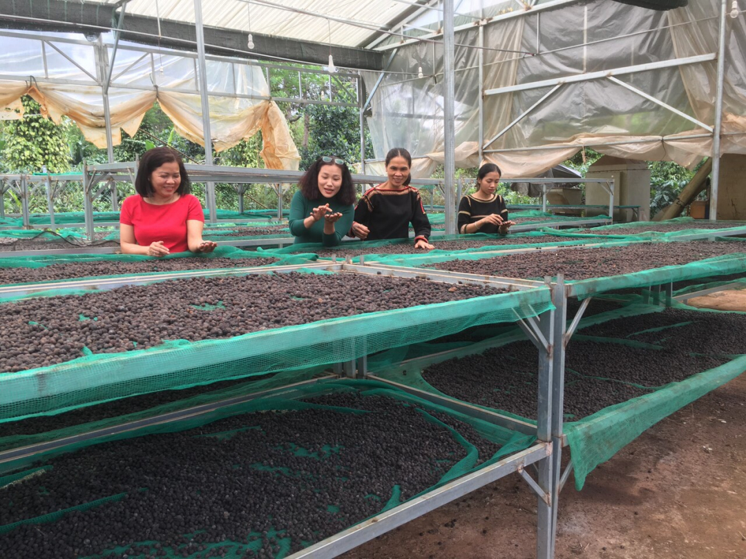 Đắk Lắk: Khẳng định vị thế cà phê Việt