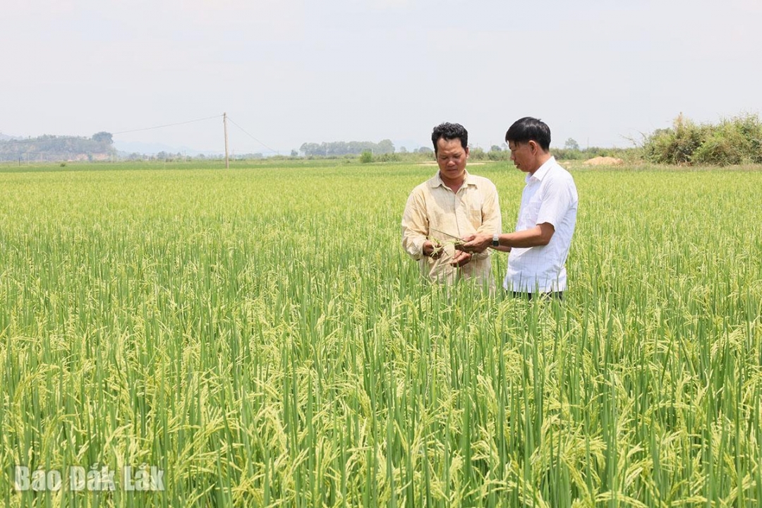 Đắk Lắk: Nơi khởi nguyên của những “thương hiệu” nông sản Đắk Lắk: Nơi khởi nguyên của những “thương hiệu” nông sản