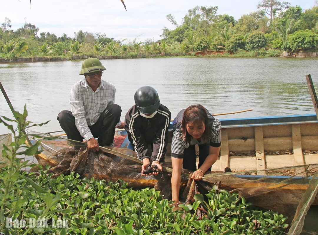 Đắk Lắk: Thu nhập cao nhờ nuôi ốc bươu đen Đắk Lắk: Thu nhập cao nhờ nuôi ốc bươu đen