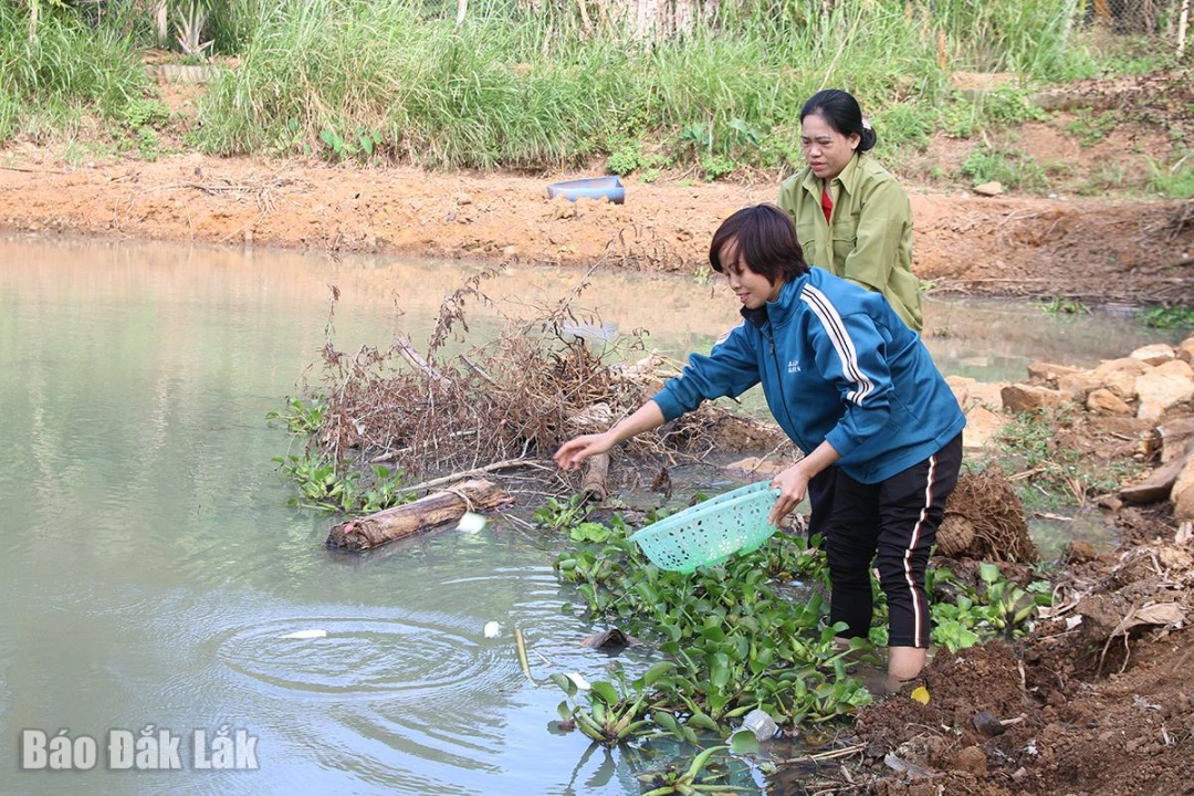 Đắk Lắk: Thu nhập cao nhờ nuôi ốc bươu đen Đắk Lắk: Thu nhập cao nhờ nuôi ốc bươu đen