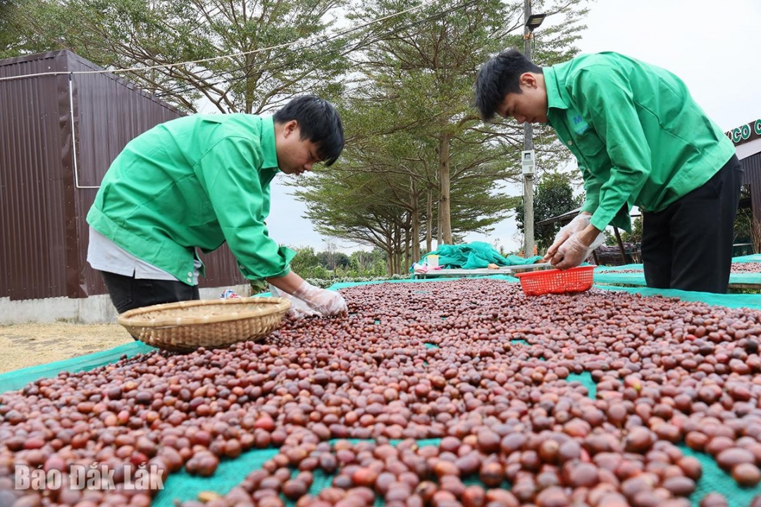 Đắk Lắk: Kiến tạo nền kinh tế nông nghiệp với tầm vóc mới Đắk Lắk: Kiến tạo nền kinh tế nông nghiệp với tầm vóc mới
