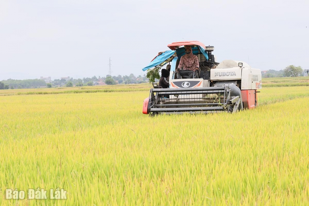 Đắk Lắk: Kiến tạo nền kinh tế nông nghiệp với tầm vóc mới Đắk Lắk: Kiến tạo nền kinh tế nông nghiệp với tầm vóc mới