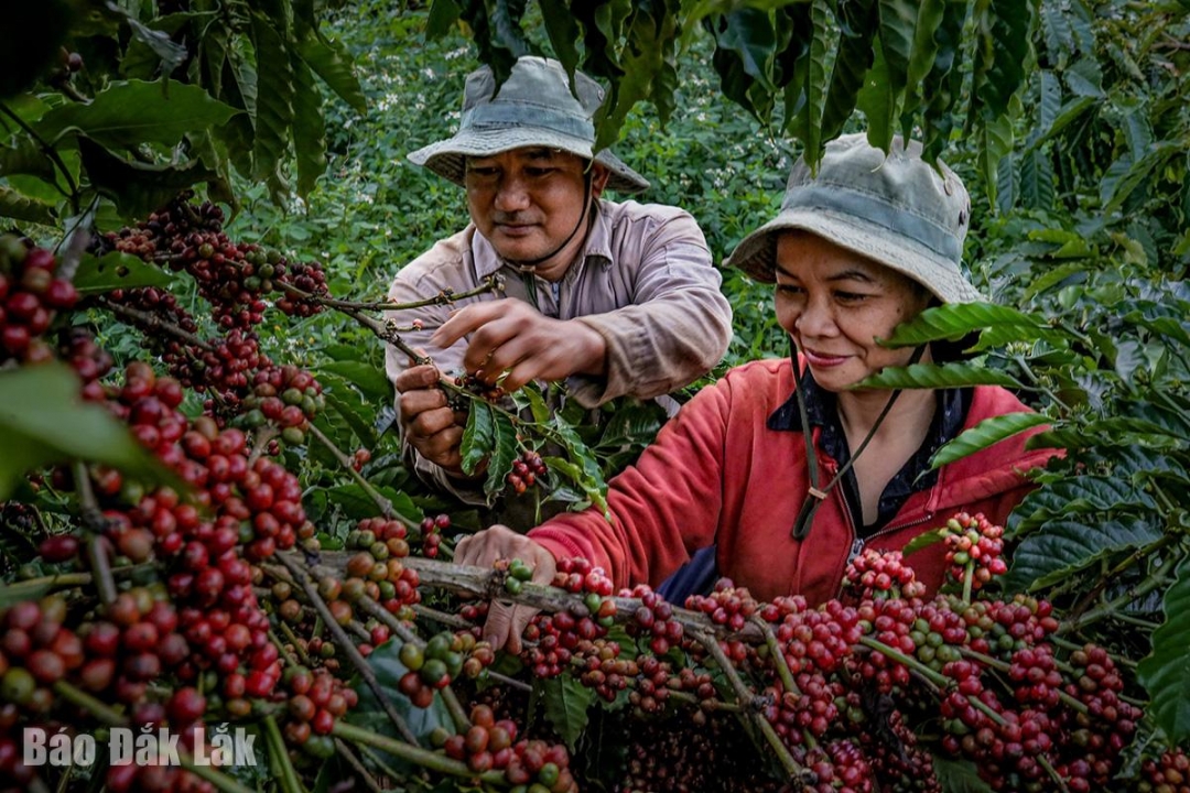 Đắk Lắk: Cà phê từ di sản đến đời sống