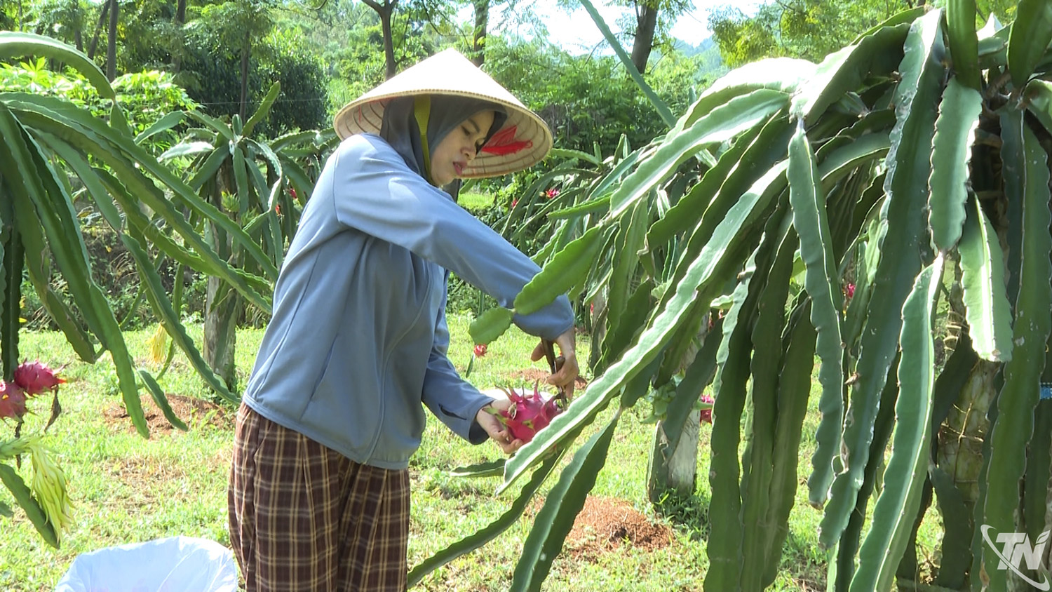 Thái Nguyên: "Trái ngọt" trên vùng đồi Tràng Xá
