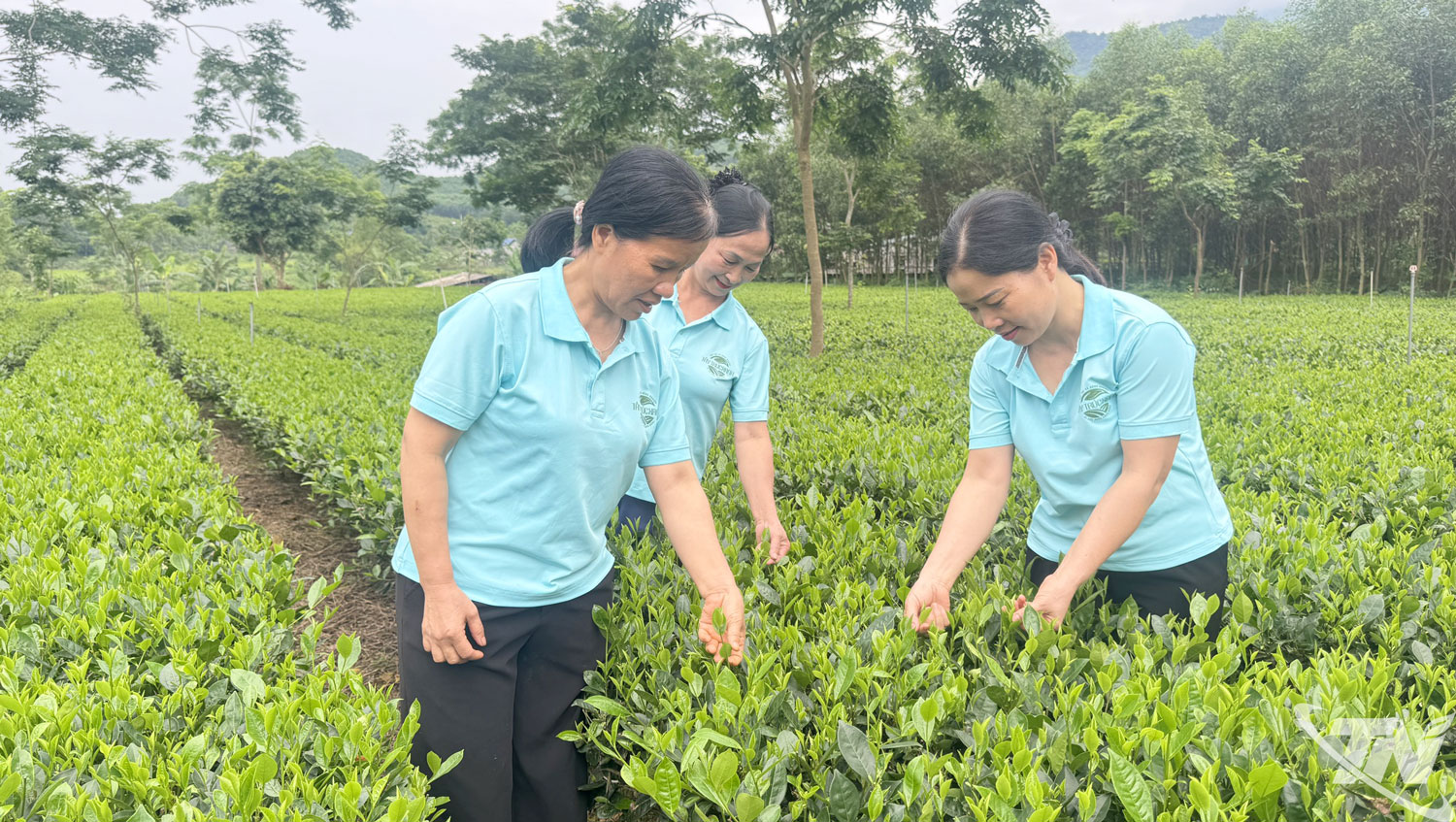 Thái Nguyên: Gần người tiêu dùng bằng sản phẩm chè sạch