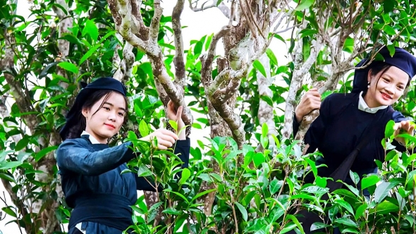 Xây dựng chuỗi giá trị bền vững cho ngành chè Thái Nguyên