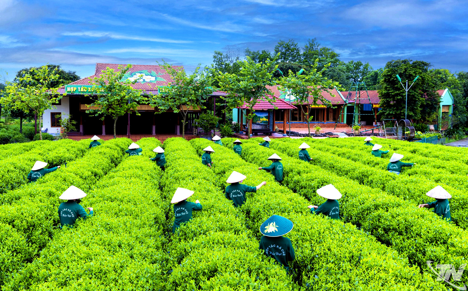 Xây dựng chuỗi giá trị bền vững cho ngành chè Thái Nguyên