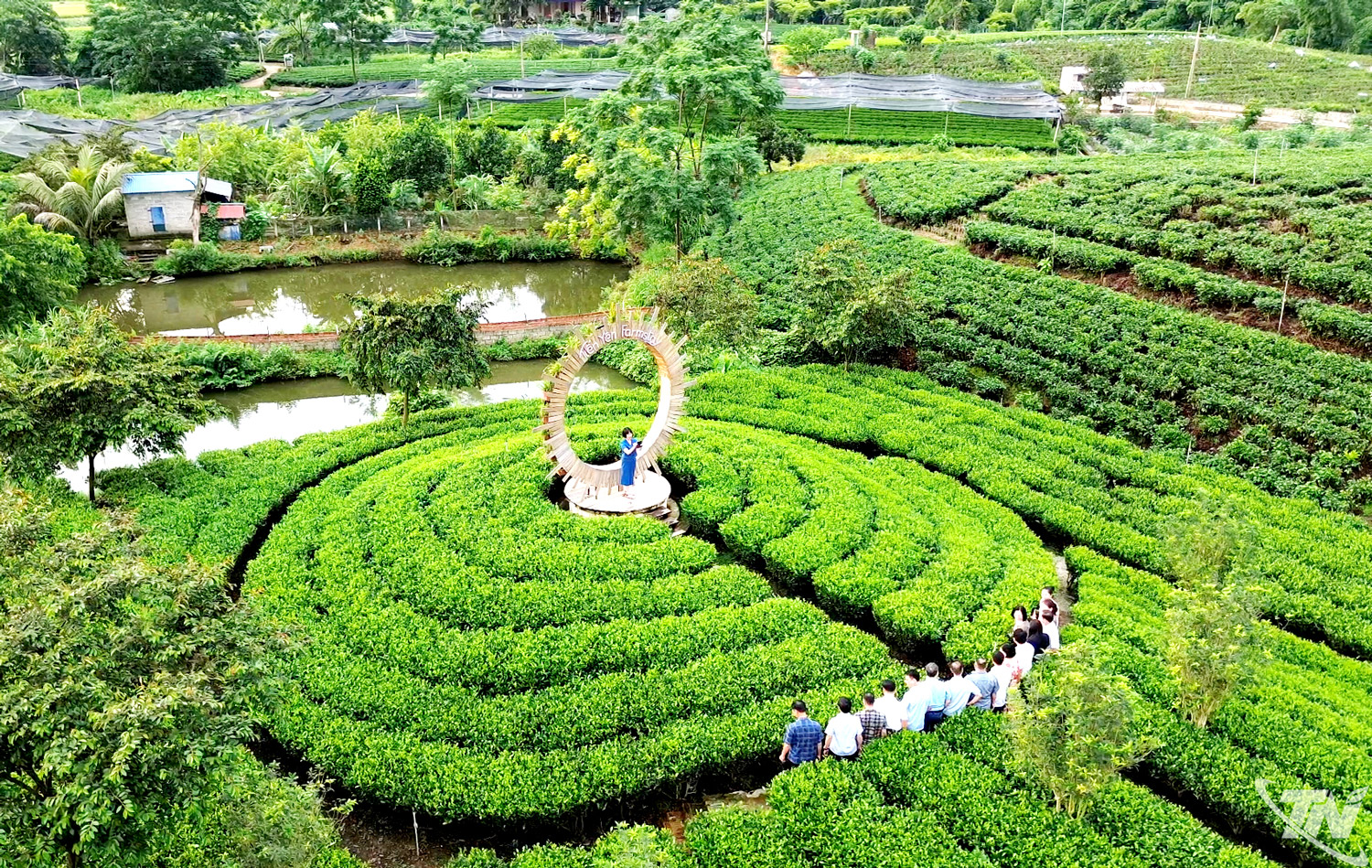 Xây dựng chuỗi giá trị bền vững cho ngành chè Thái Nguyên