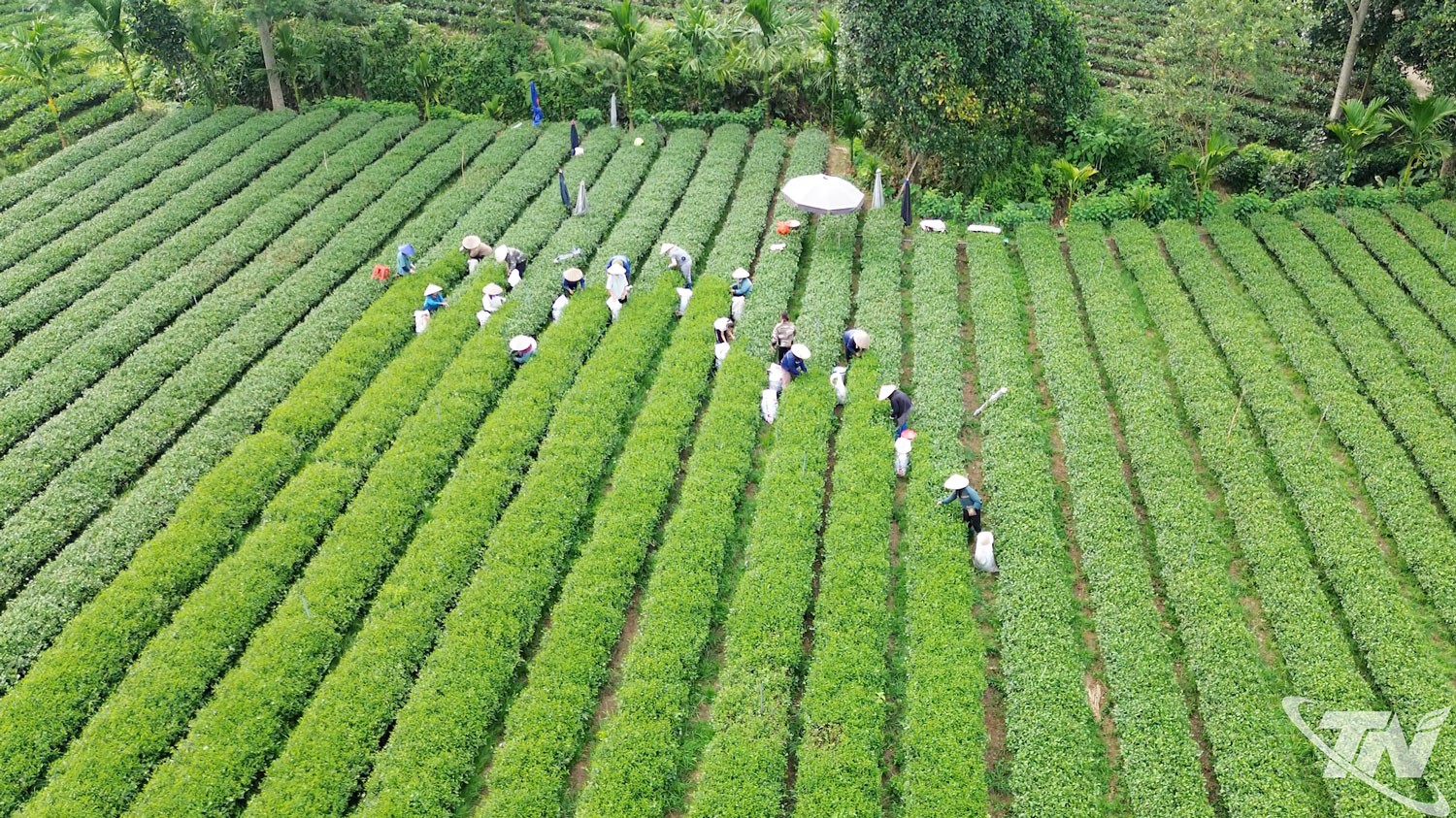Thái Nguyên: Khuyến công tiếp sức cho ngành chè phát triển