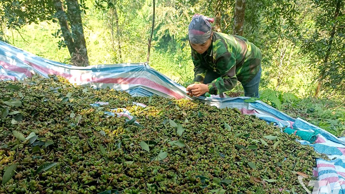 Thái Nguyên: Rừng hồi "đánh thức" Na Hấu