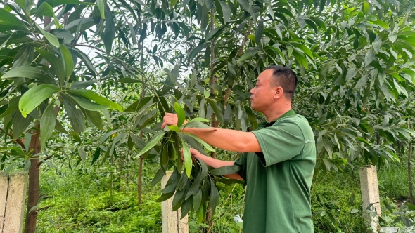 Thái Nguyên: Nông Trường vươn lên từ đồi rừng
