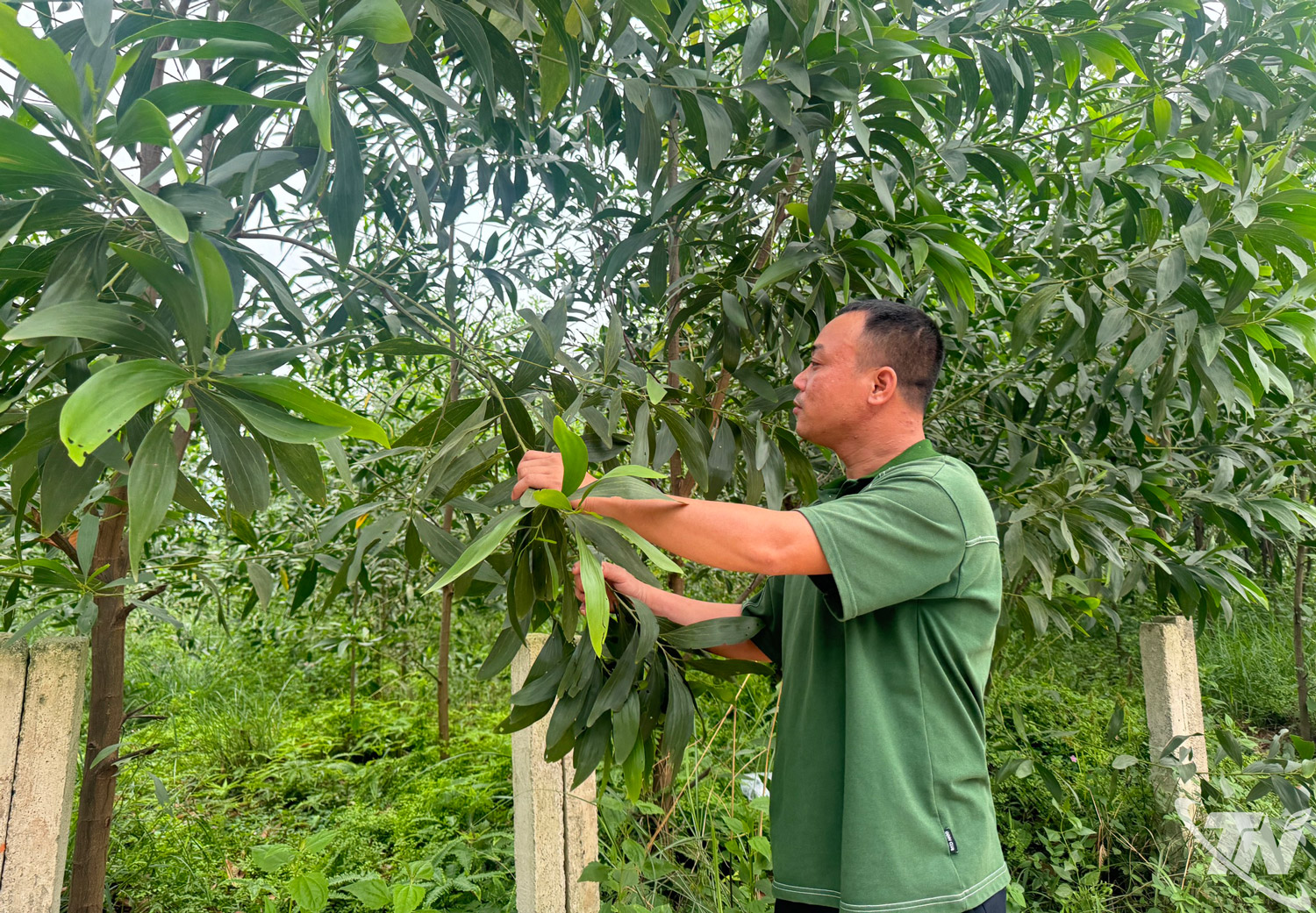 Thái Nguyên: Nông Trường vươn lên từ đồi rừng