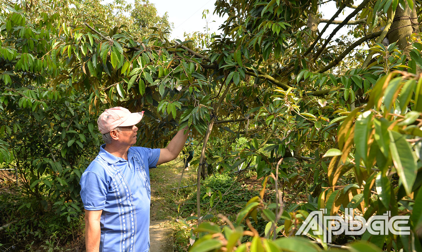 Để hương sầu riêng bay xa