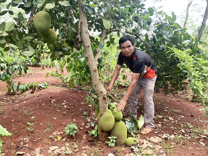 Gia Lai: Những thanh niên Jrai dám nghĩ, dám làm Những thanh niên Jrai dám nghĩ, dám làm ảnh 1