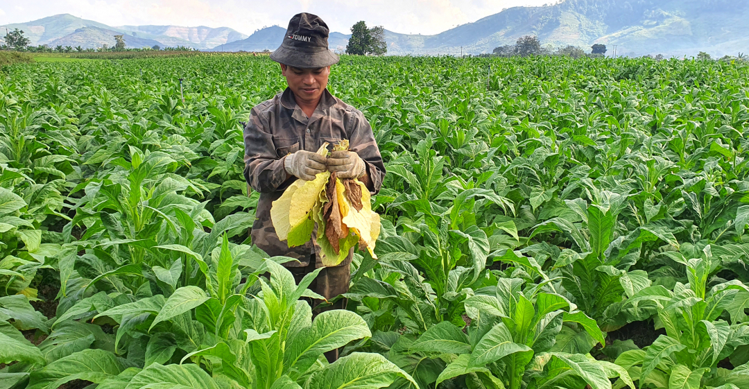 Đắk Lắk: Những đảng viên tiên phong chuyển đổi cây trồng