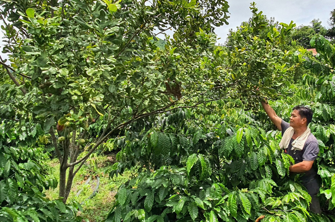 Đắk Lắk: Những đảng viên tiên phong chuyển đổi cây trồng