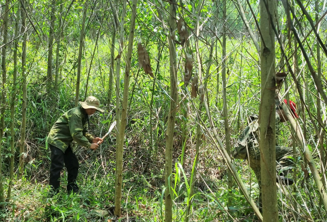 Đắk Lắk: Tăng cường các biện pháp cấp bách phòng cháy, chữa cháy rừng ảnh