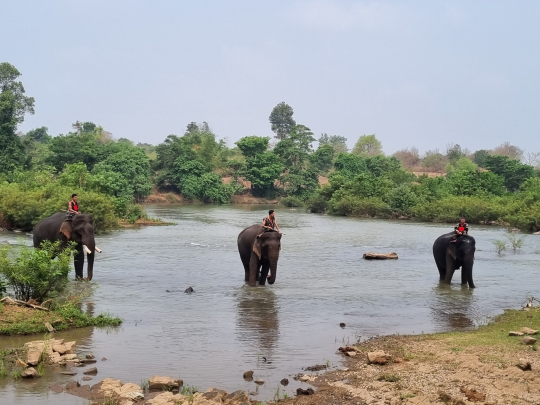 Đắk Lắk: Bảo vệ động vật hoang dã trách nhiệm của cộng đồng Đắk Lắk: Bảo vệ động vật hoang dã trách nhiệm của cộng đồng