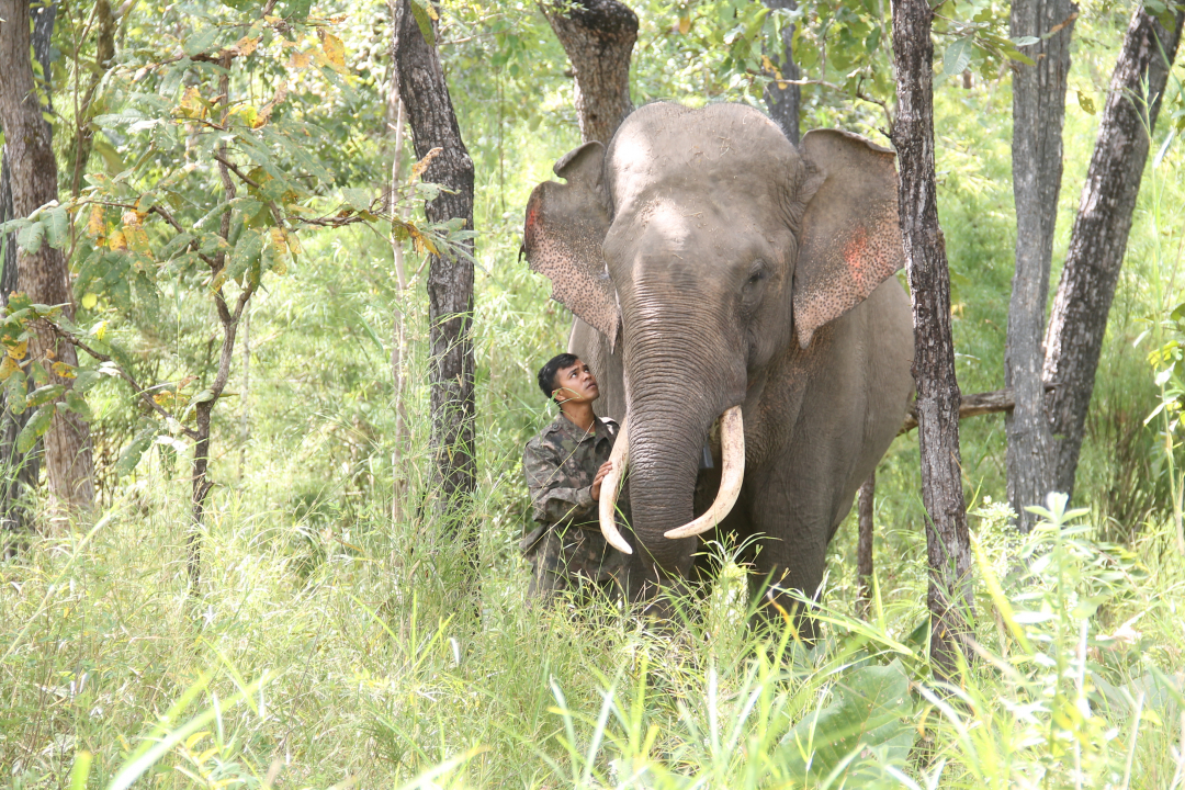Đắk Lắk: Bảo vệ động vật hoang dã trách nhiệm của cộng đồng Đắk Lắk: Bảo vệ động vật hoang dã trách nhiệm của cộng đồng