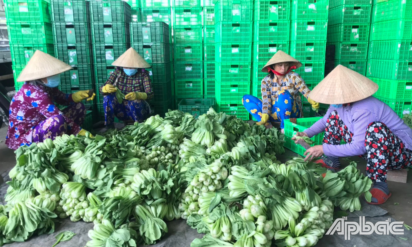 Huyện Gò Công Tây hỗ trợ, tháo gỡ khó khăn để hợp tác xã phát triển Huyện Gò Công Tây hỗ trợ, tháo gỡ khó khăn để hợp tác xã phát triển