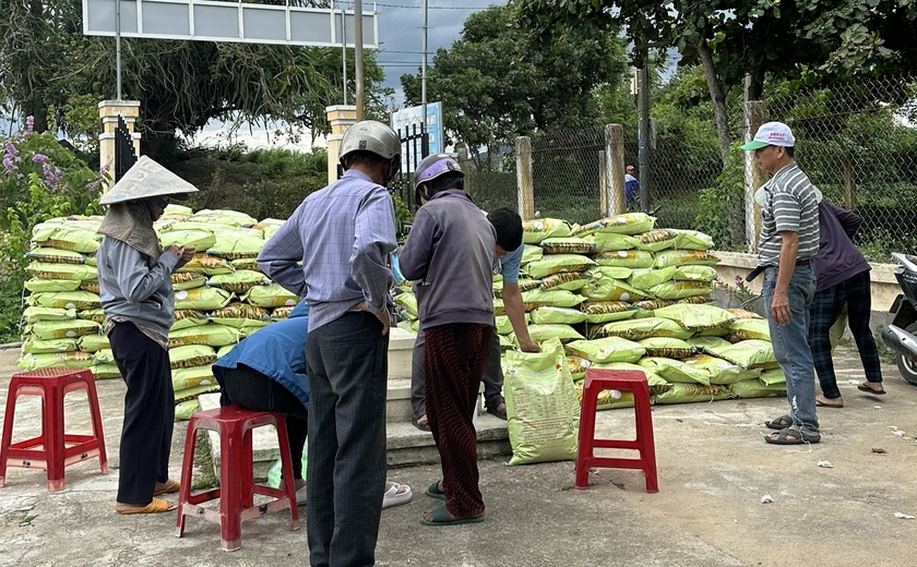 Gia Lai: Đak Pơ cấp hơn 15,4 tấn lúa giống chất lượng cao cho nông dân Đak Pơ cấp hơn 15,4 tấn lúa giống chất lượng cao cho nông dân ảnh 1