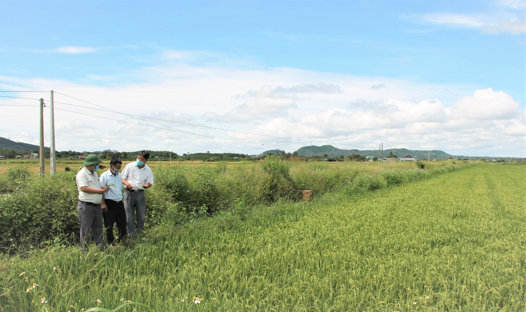 Đắk Lắk: Đẩy mạnh liên kết sản xuất theo chuỗi giá trị Đắk Lắk: Đẩy mạnh liên kết sản xuất theo chuỗi giá trị