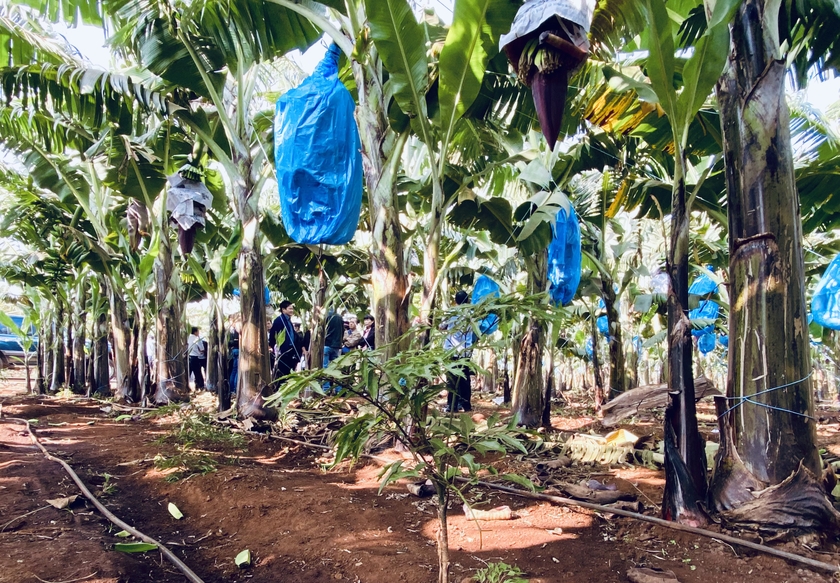 Gia Lai: Chuyển đổi tư duy để nâng tầm giá trị nông sản Chuyển đổi tư duy để nâng tầm giá trị nông sản ảnh 1