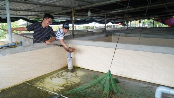 Tây Ninh: Hiệu quả từ mô hình chăn nuôi kết hợp theo chuỗi giá trị