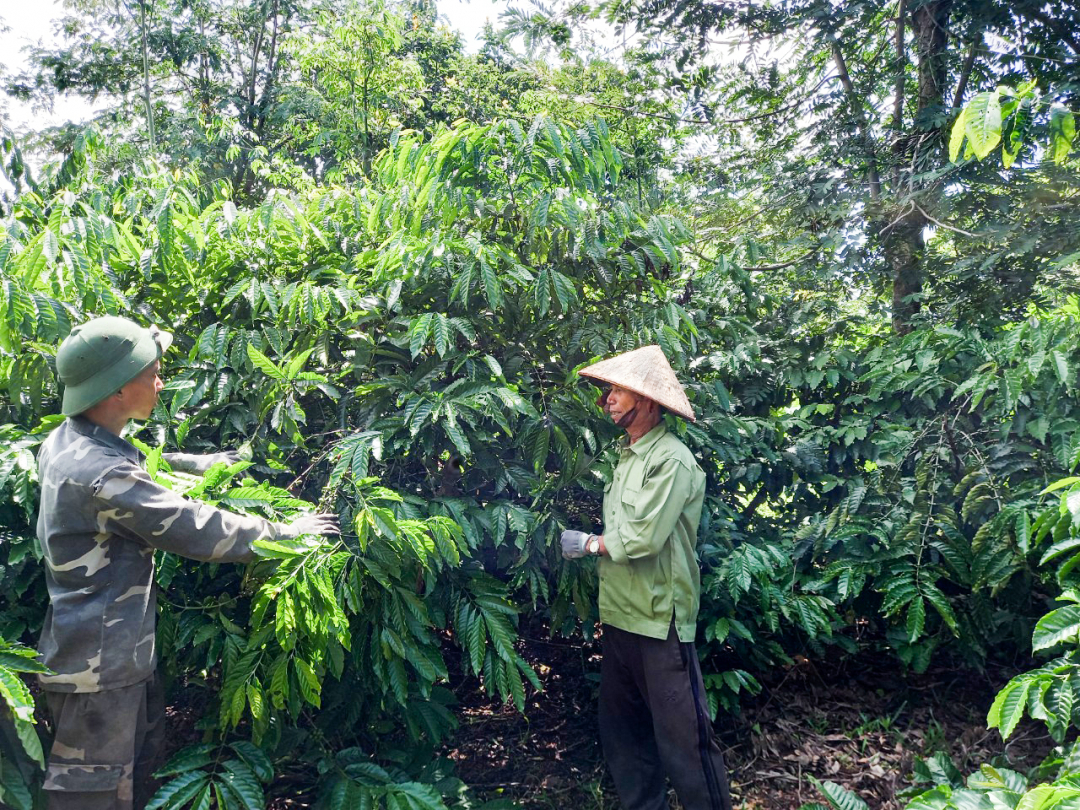 Đắk Lắk: Phát triển kinh tế tập thể, trợ lực xây dựng nông thôn mới Đắk Lắk: Phát triển kinh tế tập thể, trợ lực xây dựng nông thôn mới