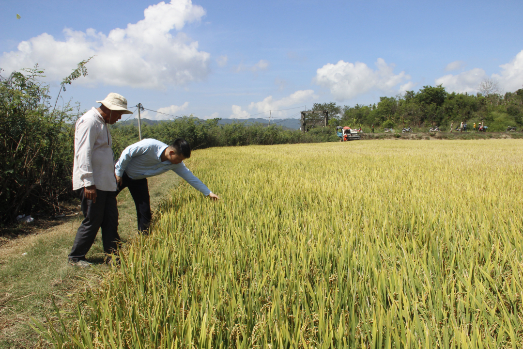 Đắk Lắk: Phát triển kinh tế tập thể, trợ lực xây dựng nông thôn mới Đắk Lắk: Phát triển kinh tế tập thể, trợ lực xây dựng nông thôn mới