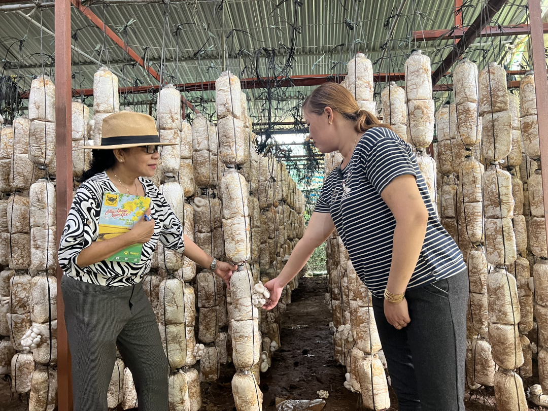 Đắk Lắk: Thu nhập ổn định từ trồng nấm