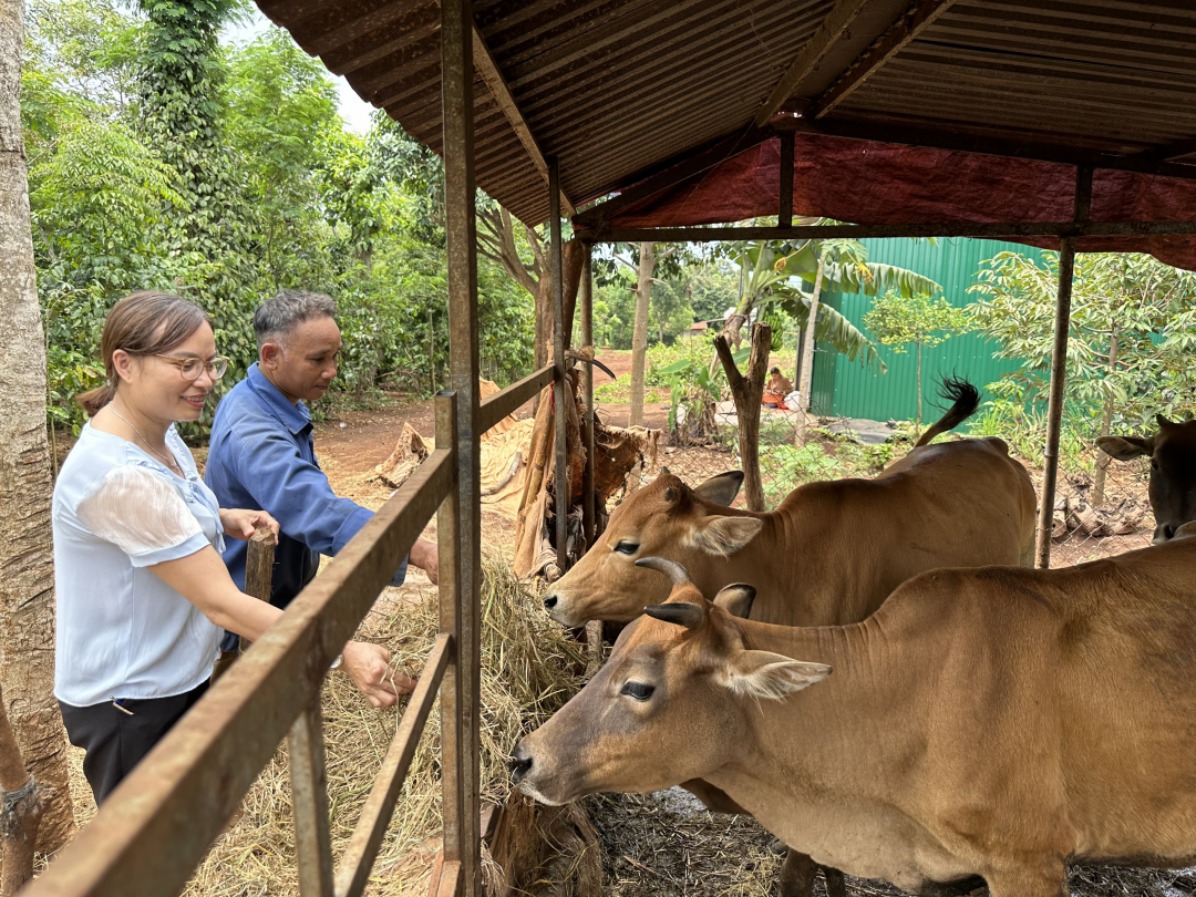 Đắk Lắk: Thoát nghèo từ... “heo đất”