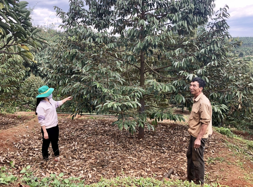 Đức Cơ ưu tiên xây dựng nhãn hiệu sầu riêng ảnh 1