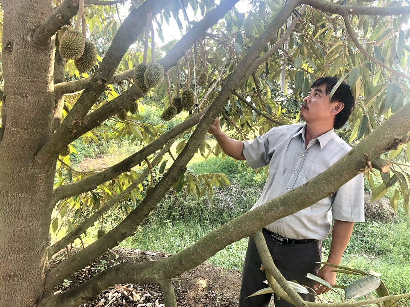 Đức Cơ ưu tiên xây dựng nhãn hiệu sầu riêng ảnh 2