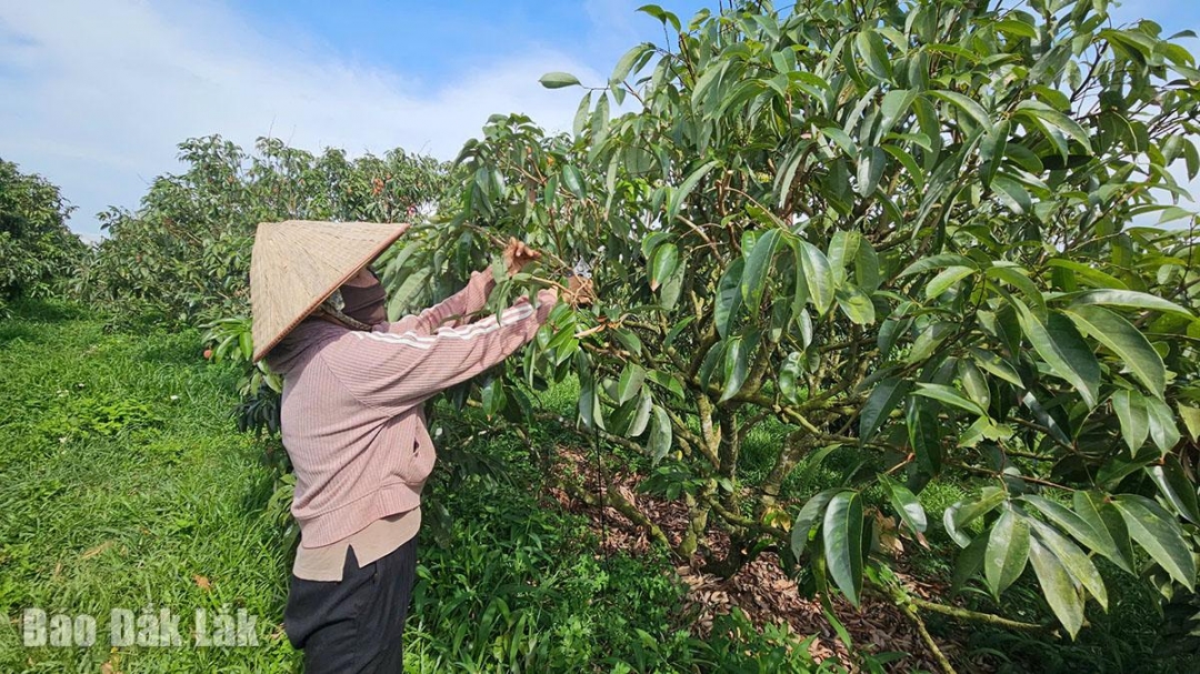 Đắk Lắk: Hiệu quả từ Dự án SACCR tại Ea Kar Đắk Lắk: Hiệu quả từ Dự án SACCR tại Ea Kar